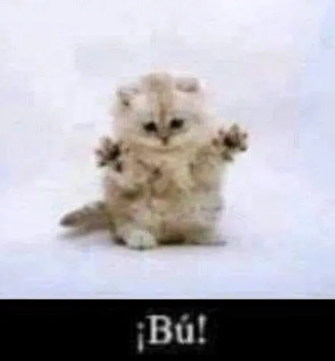 Gatito diciendo ¡Bú!