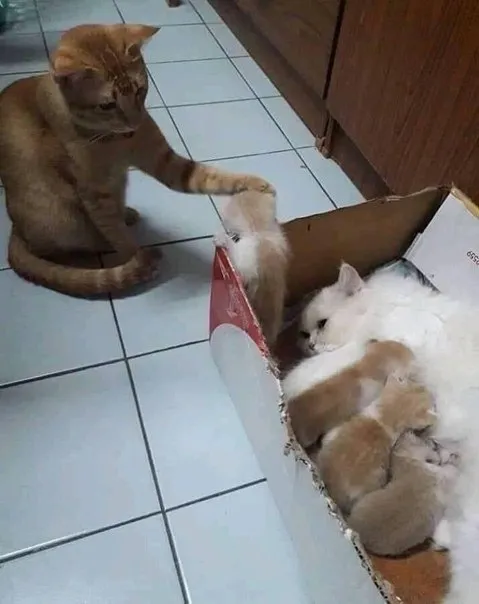 Кот проверяет коробку с котятами