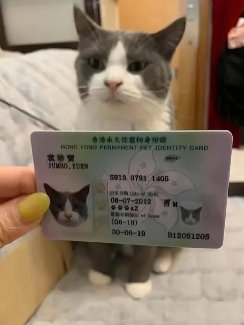 Cat With a Pet Identity Card