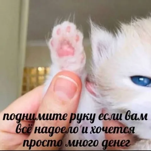 Кот просит денег