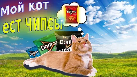 Кот ест чипсы