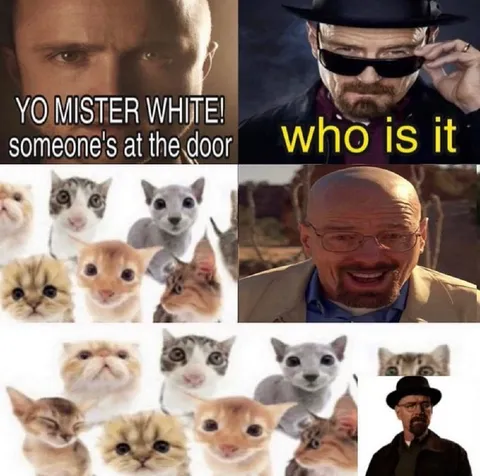 Walter White Cats at the Door