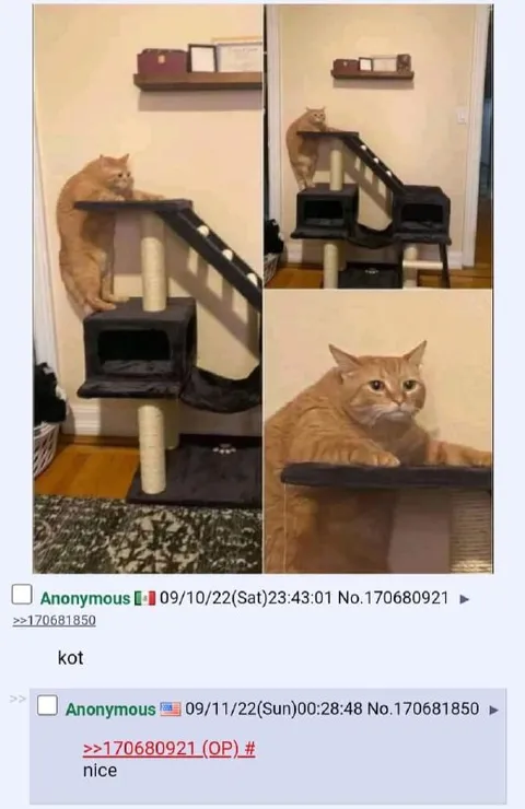 Кот на верхушке когтеточки