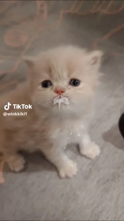 Котёнок смешно жуёт