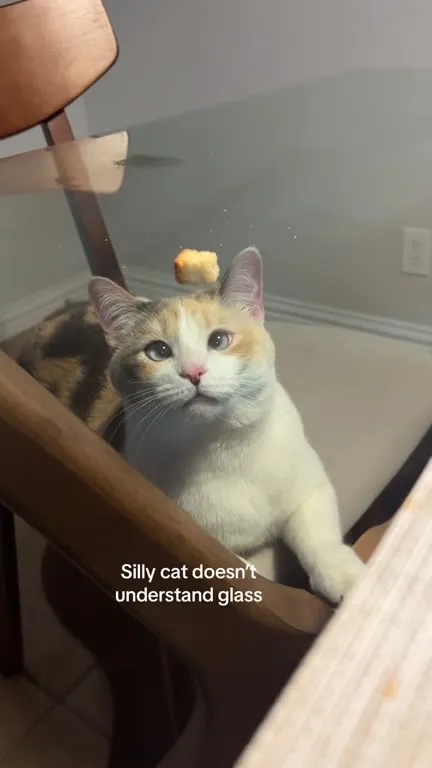 Silly Cat Meets Invisible Glass