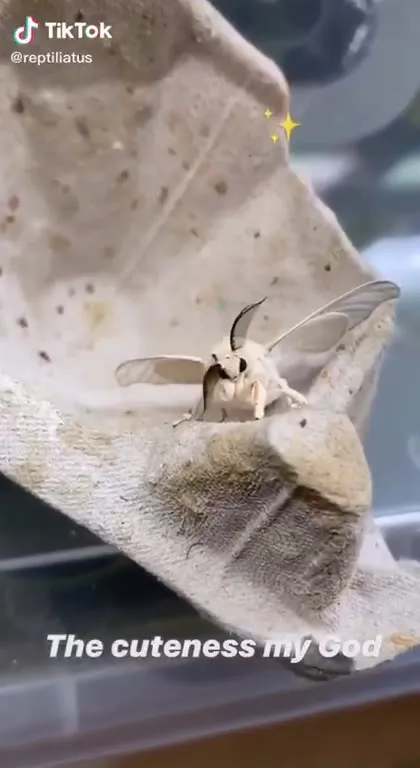 The Cuteness My God Moth