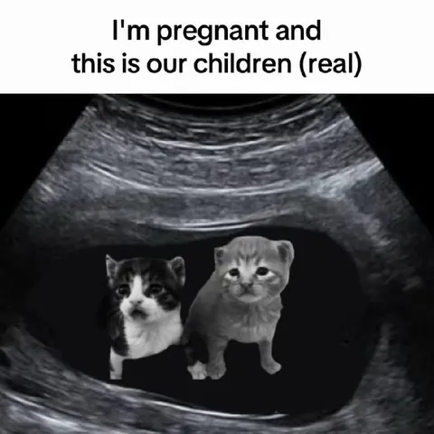 Pregnant With Cat Children