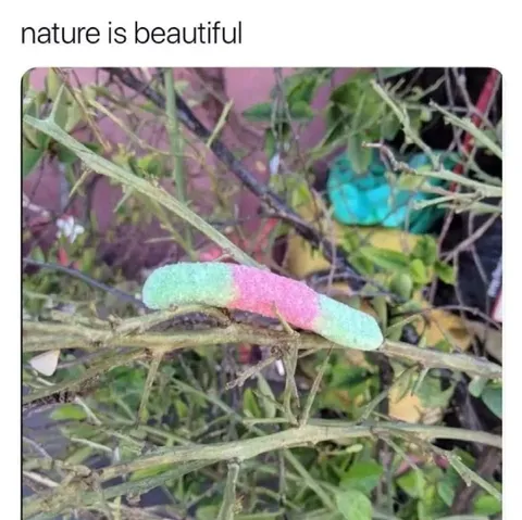 Nature Is Beautiful Caterpillar