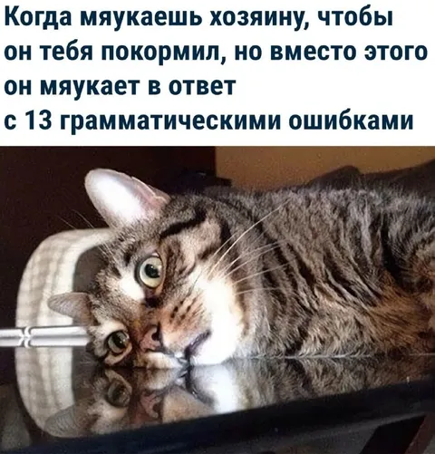 Кот отвечает хозяину с ошибками