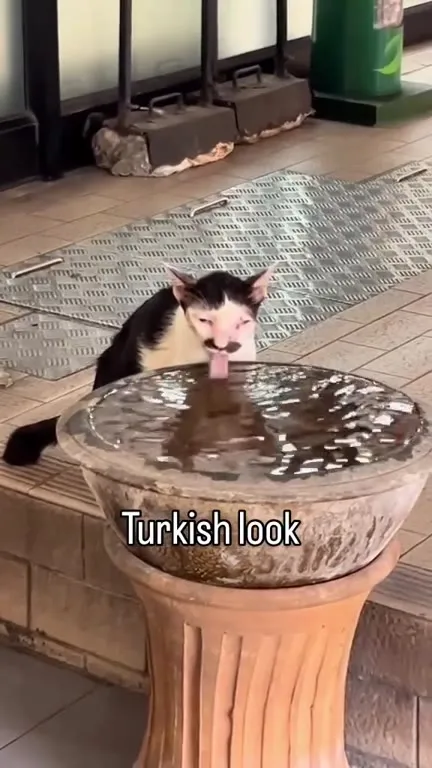 Cat With a Turkish Look