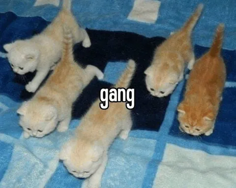 Kitten Gang