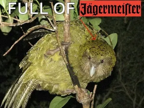 Full of Jägermeister Owl