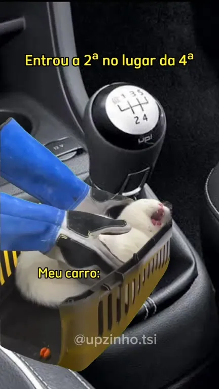 Gato entra na segunda marcha