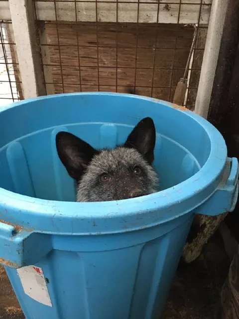 Лиса выглядывает из мусорного бака