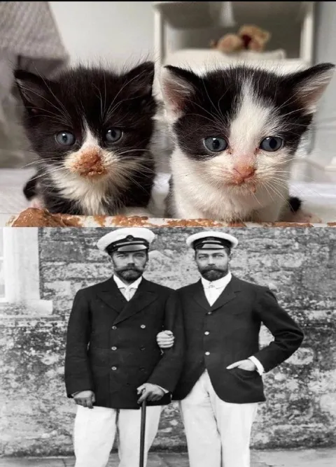 Котята-близнецы и двойники