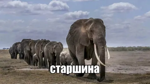 Старшина ведёт слоновий строй
