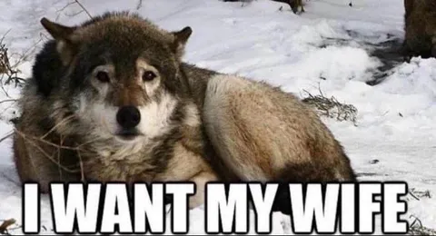 I Want My Wife Wolf