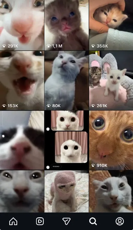 Коллаж грустных котят