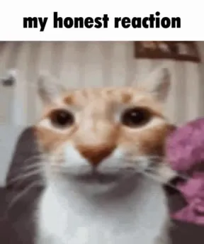 My Honest Reaction Cat