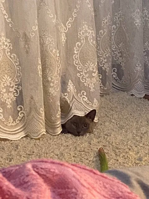 Кот выглядывает из-за шторы