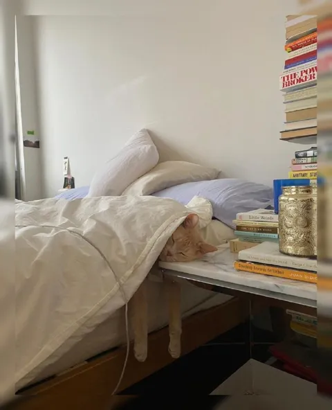 Cat Hiding Under the Covers