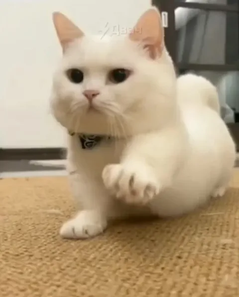 Белый кот важно шагает