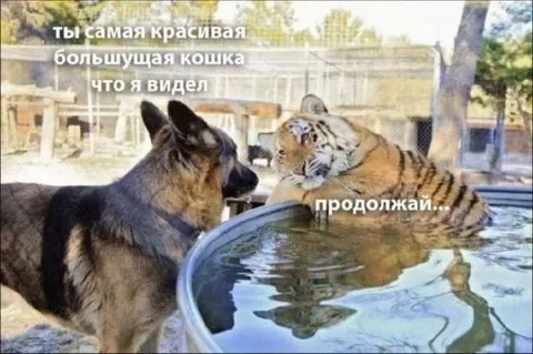 Самая красивая большая кошка