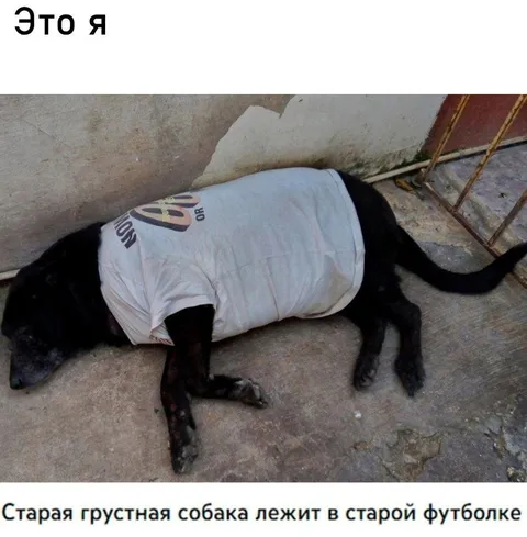 Старая грустная собака