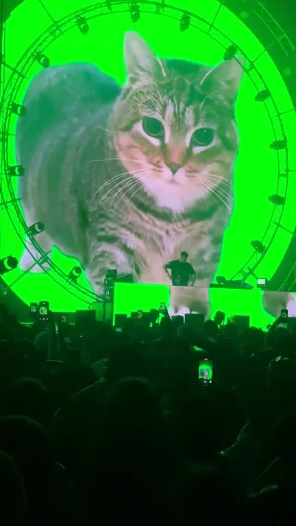 Кот на рейве