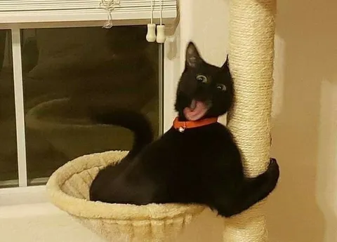 Безумный чёрный кот