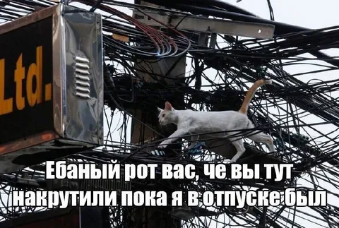 Кот среди запутанных проводов