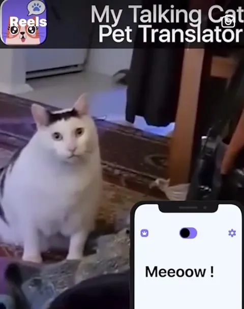 Cat Translator Gets Dramatic