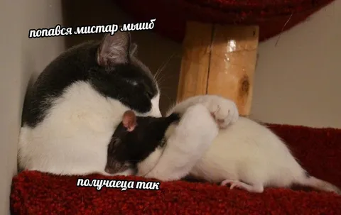 Кот поймал мистера мышиба