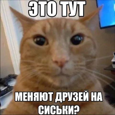 Кота меняют на сиськи