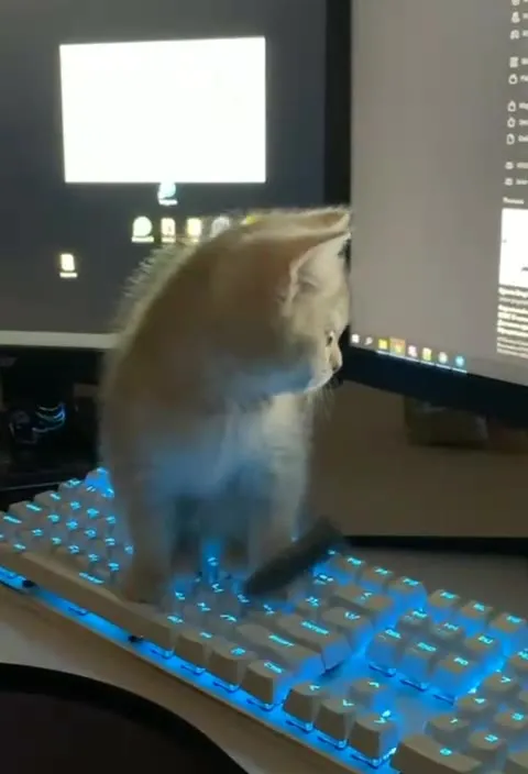 Кот печатает вместо хозяина
