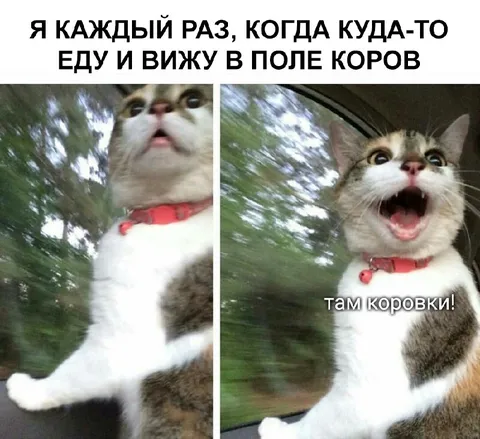 Кот увидел коров