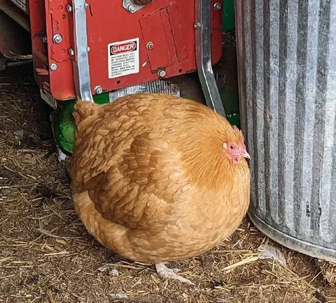 Dangerously Round Chicken
