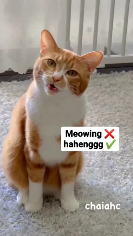 Cat Meowing Like an Owl