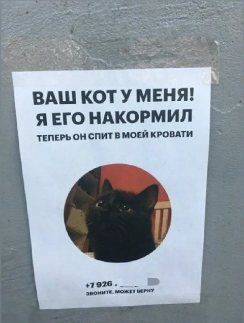 Ваш кот у меня