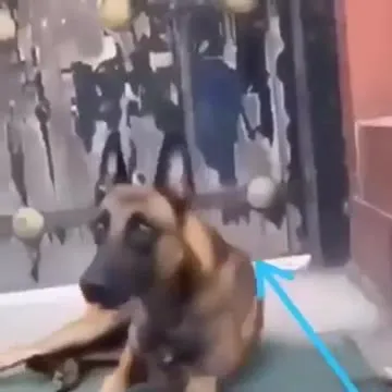 Собака под колесом