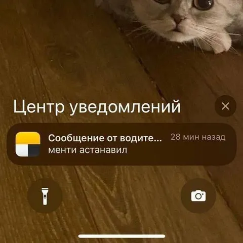 Кот увидел сообщение от водителей
