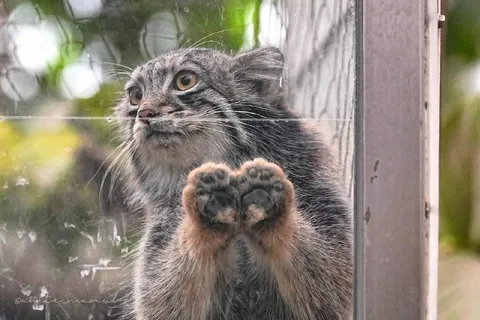 Кот прижался к стеклу