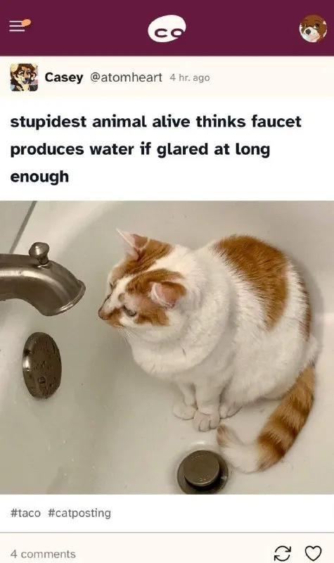 Cat Glares at Faucet