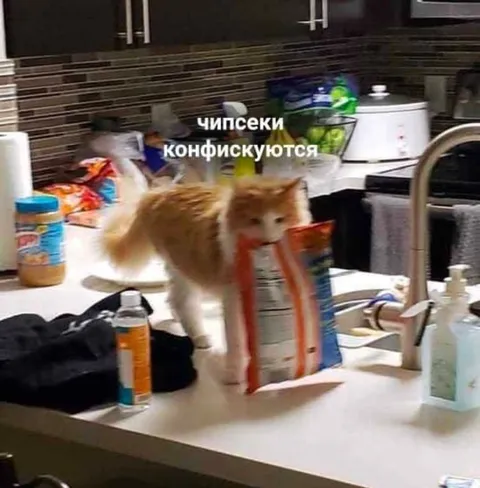 Кот конфискует чипсеки
