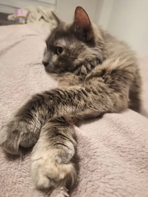 Кот уютно лежит на кровати