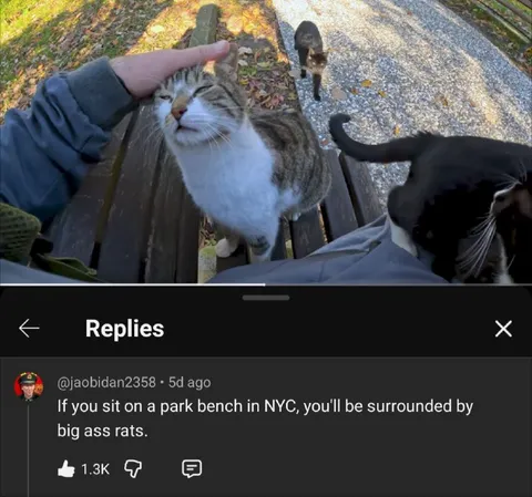 NYC Bench Cat Surrounding