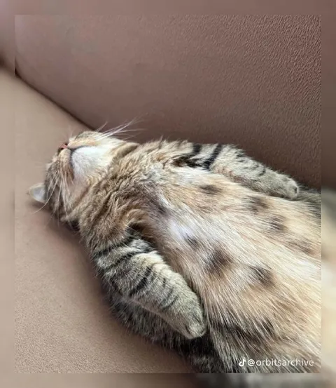 Кот устал и лежит на диване
