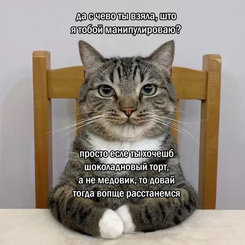 Кот шантажирует тортом