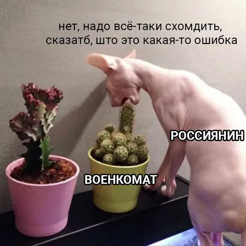 Кот пытается избежать военкомата