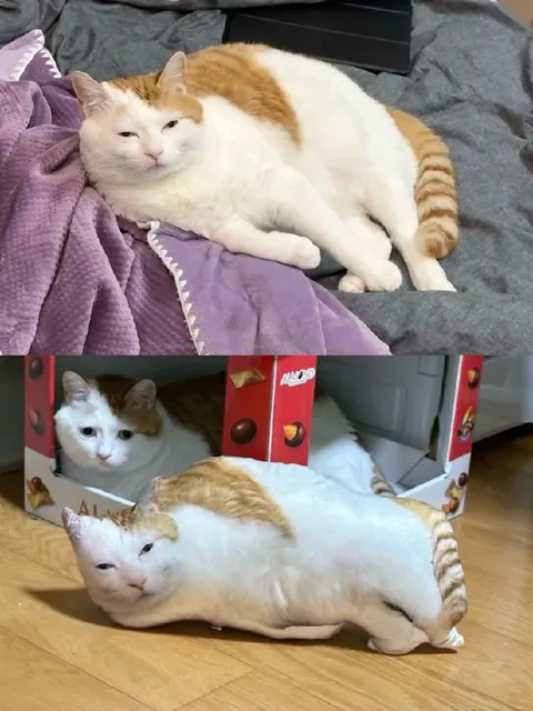 Кот и подушка-кот